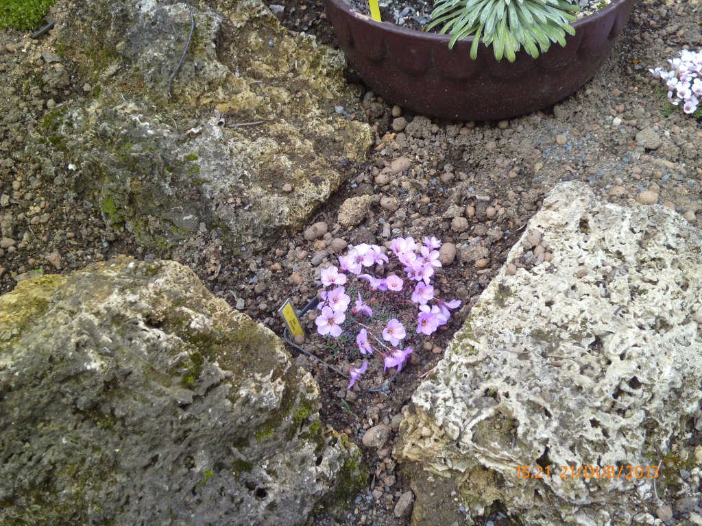 jaro v zahradě-skalničky 2