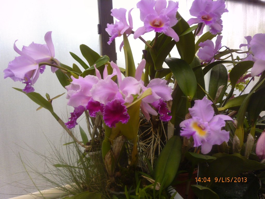 podzimní orchideje 9.11201