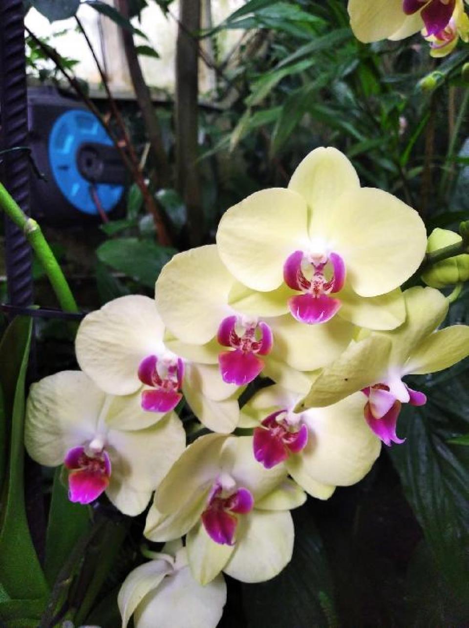 Výstava orchidejí březen 2023