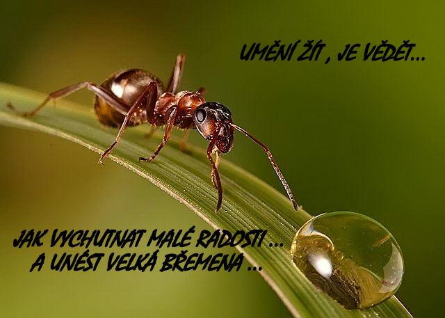 ŽIVOT VÁŽNĚ I NEVÁŽNĚ ...