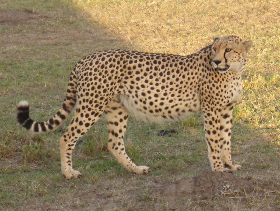 Gepard štíhlý - kočka, která pláče