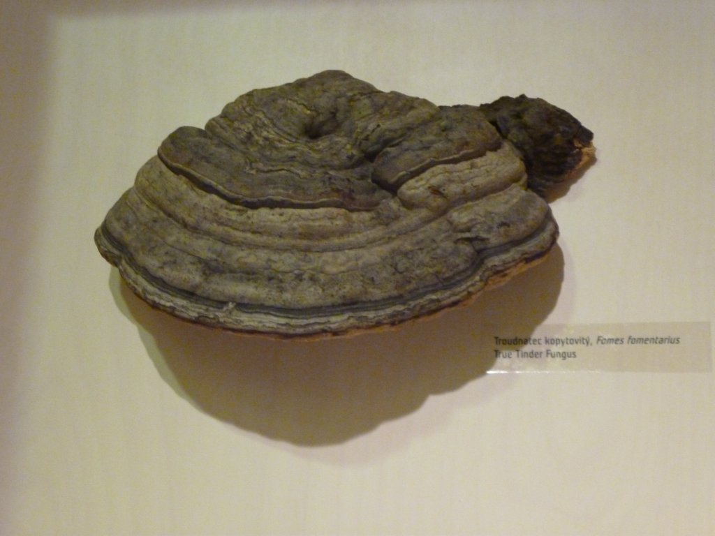 Ostravské muzeum