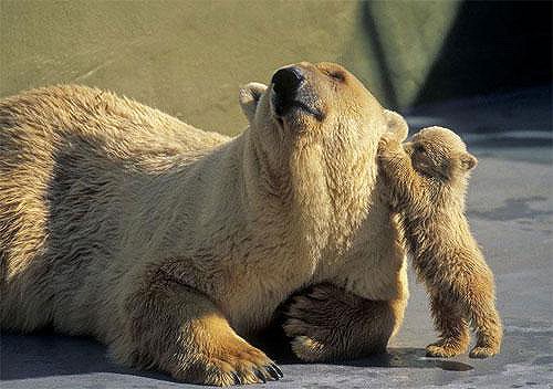 Máma medvědice :o)