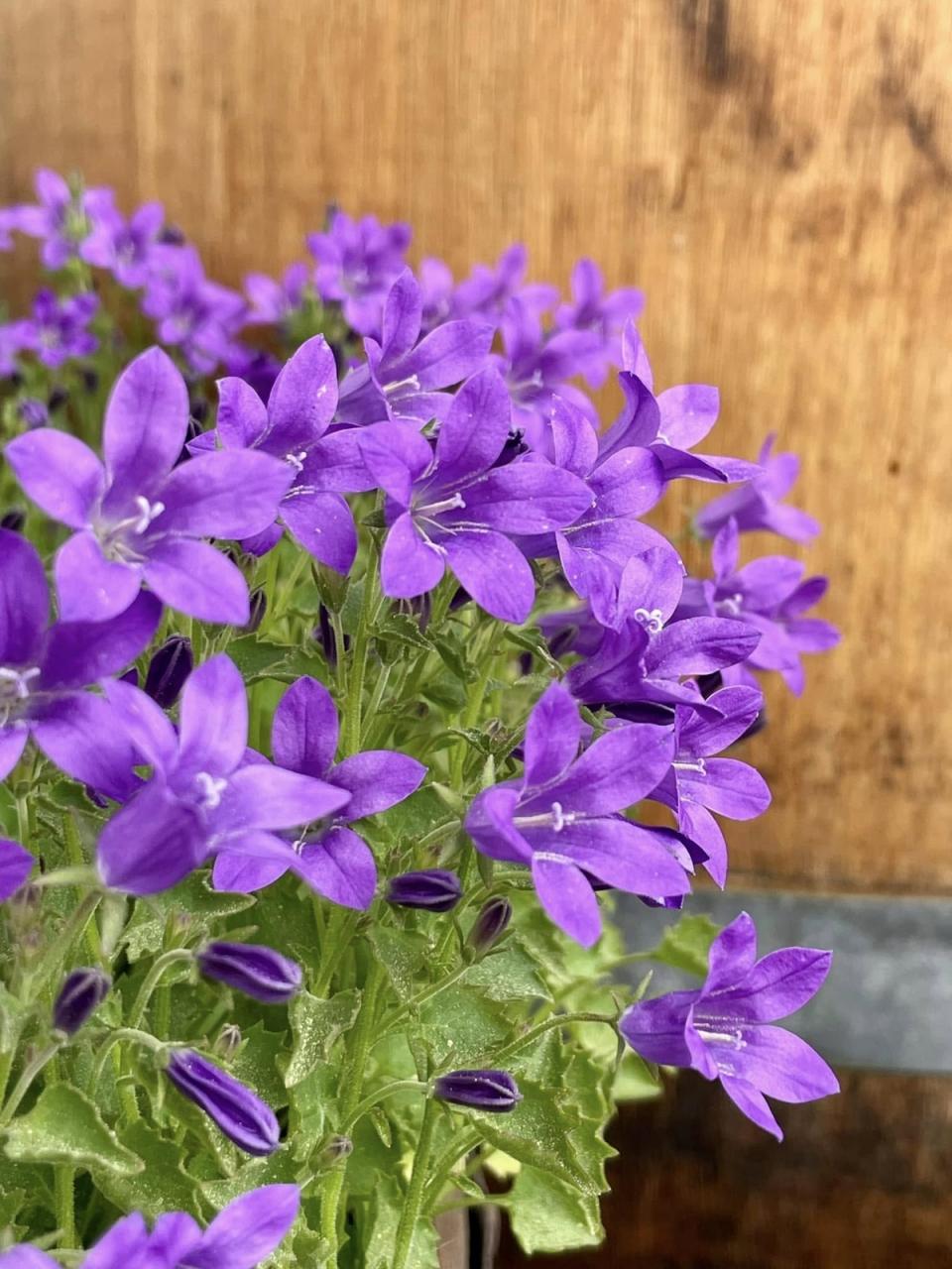 - střípky ze zahrádky, LÁSKA ke keramice a k pečení perníků.