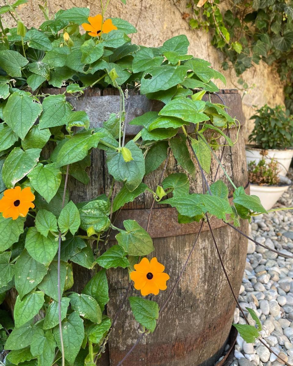 - střípky ze zahrádky, LÁSKA ke keramice a k pečení perníků.