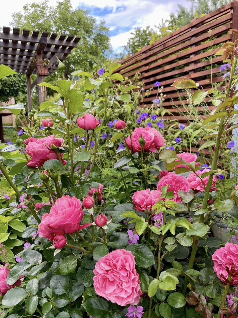 - střípky ze zahrádky, LÁSKA ke keramice a k pečení perníků.