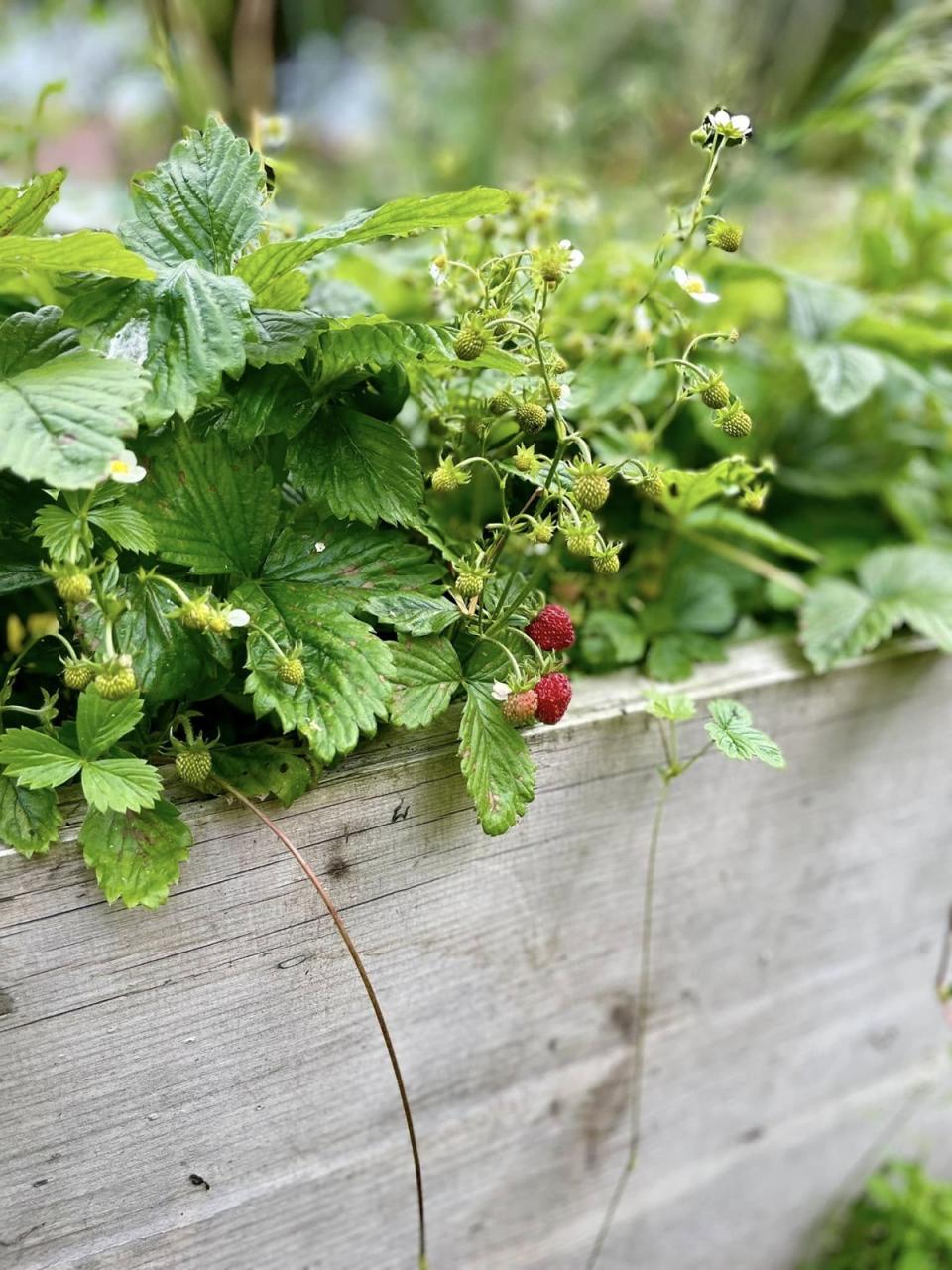- střípky ze zahrádky, LÁSKA ke keramice a k pečení perníků.