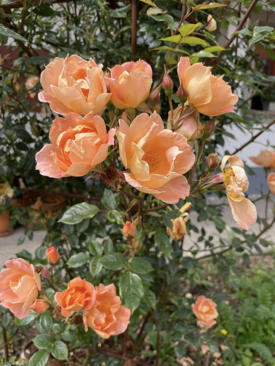 - střípky ze zahrádky, LÁSKA ke keramice a k pečení perníků.