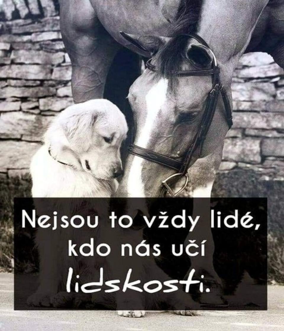 Oblíbené citáty a nejkrásnější filmové hlášky.