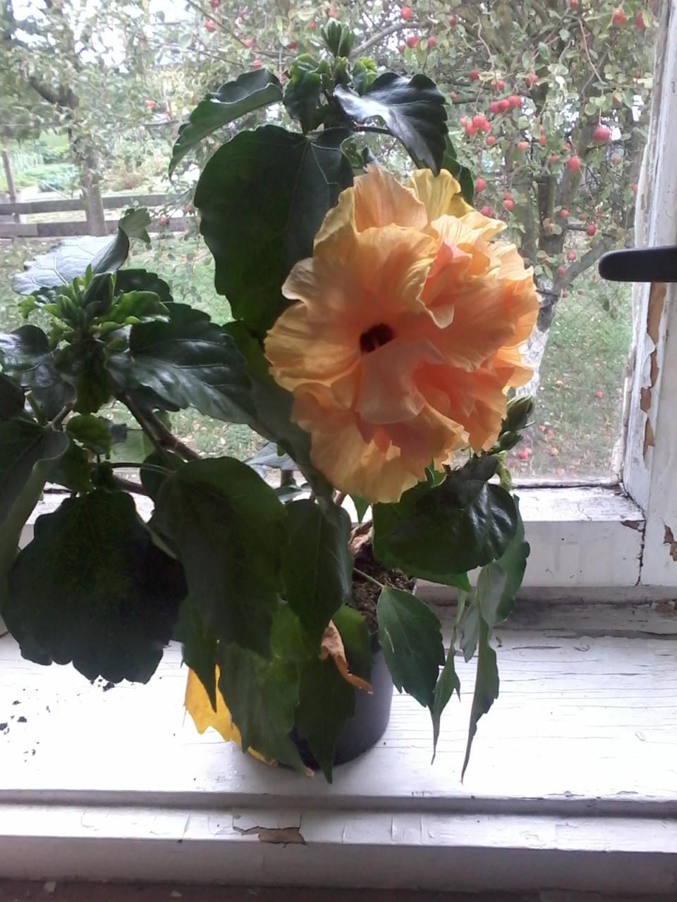 můj koníček - ibišky