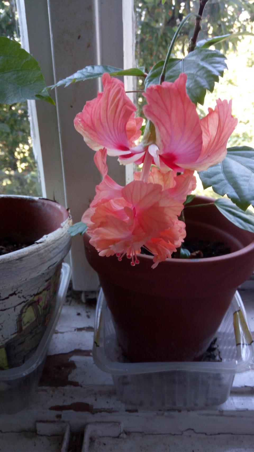 můj koníček - ibišky