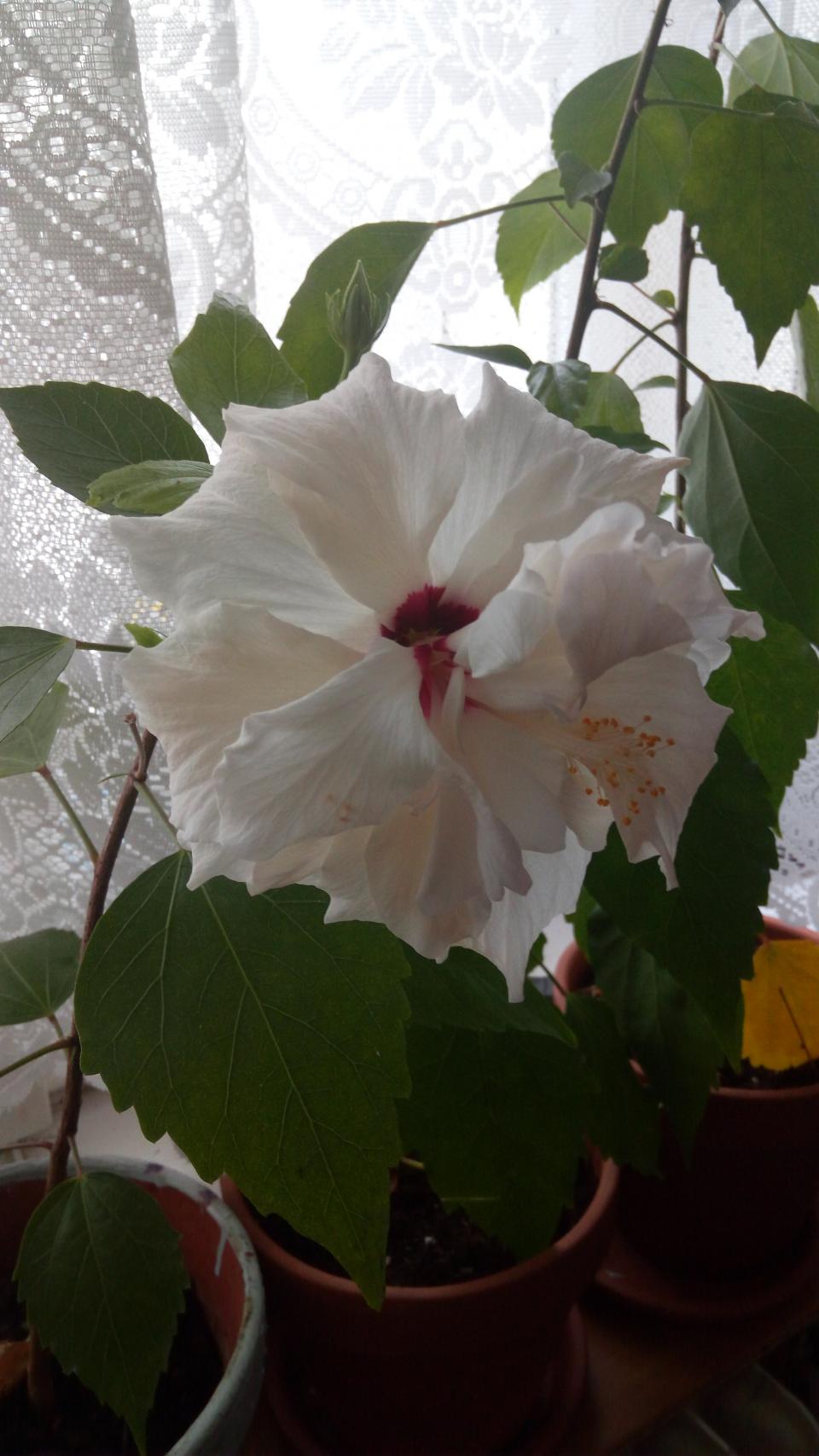 můj koníček - ibišky