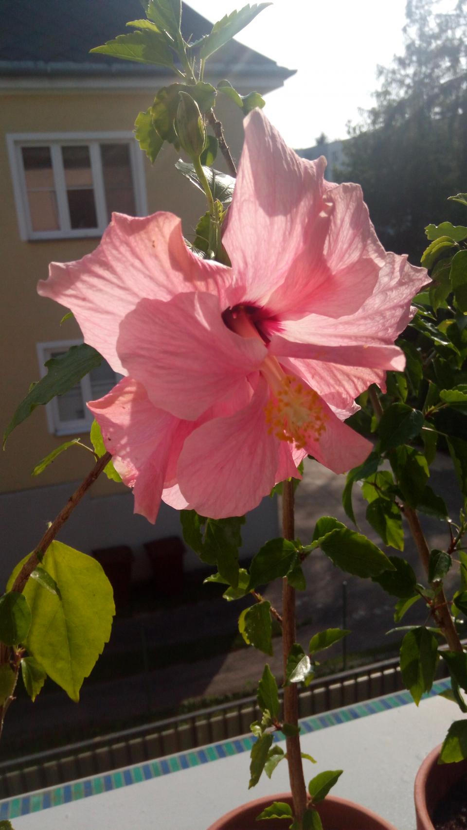 můj koníček - ibišky