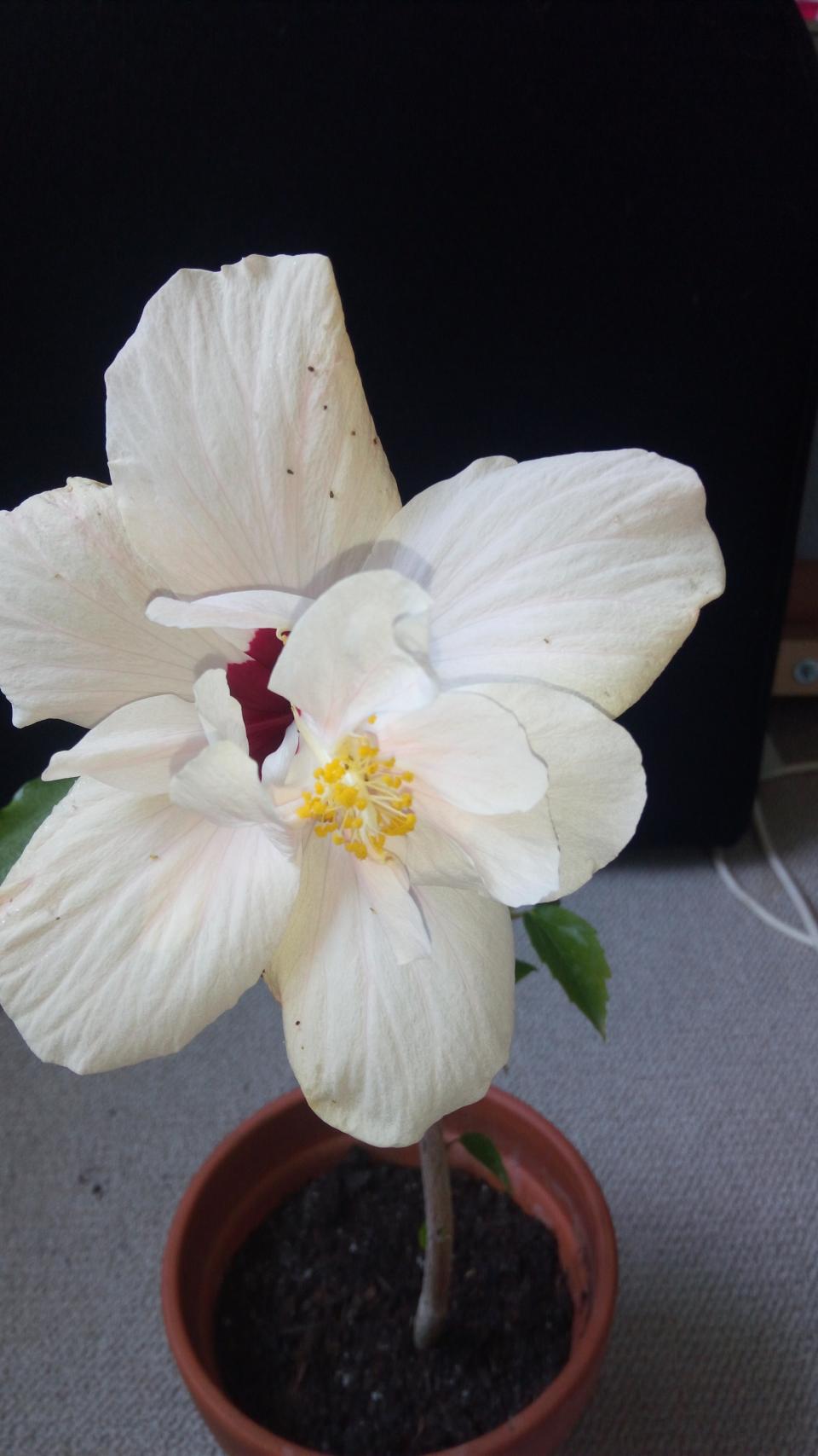 můj koníček - ibišky