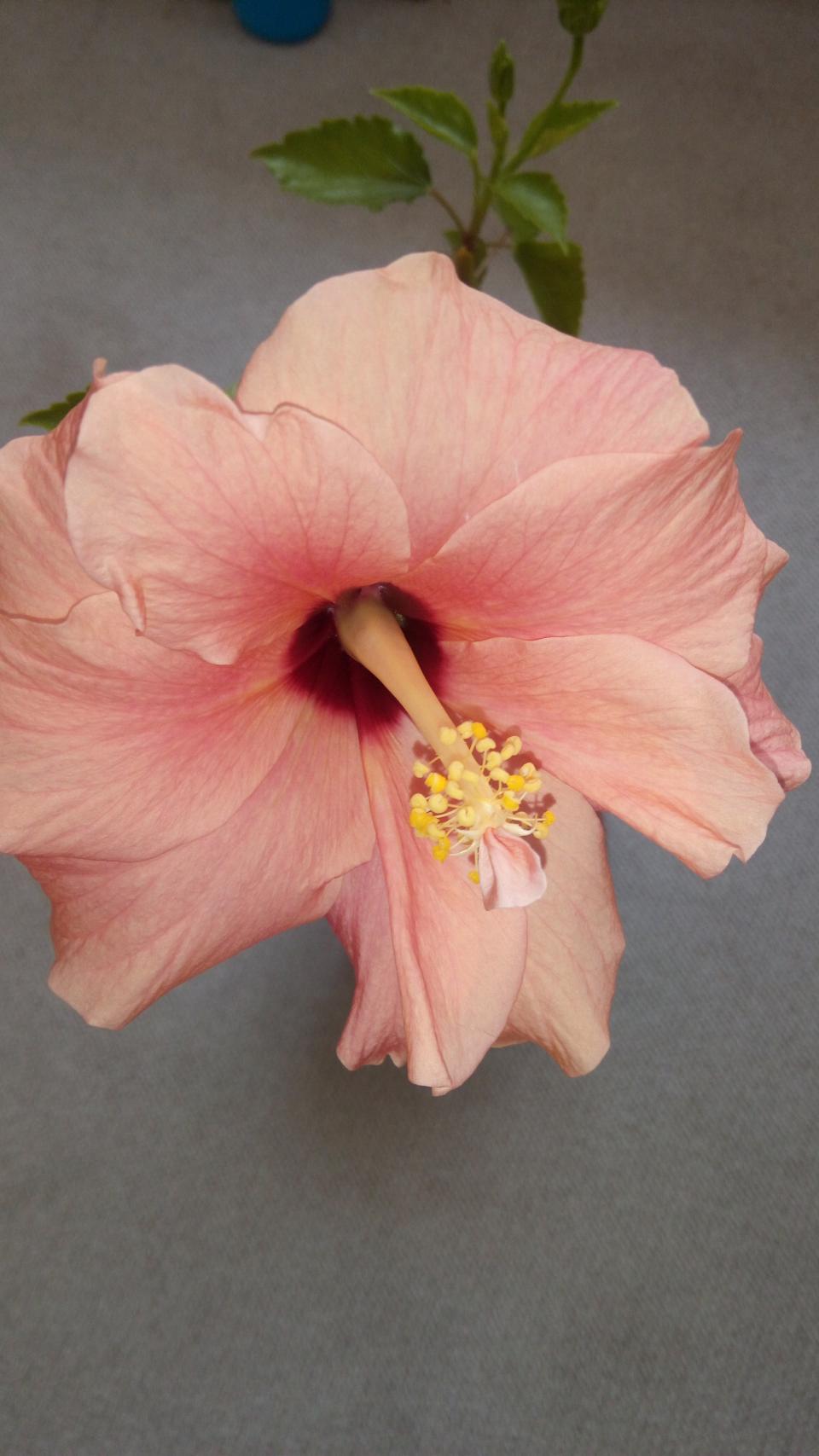 můj koníček - ibišky