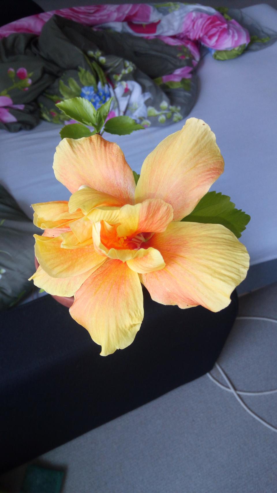 můj koníček - ibišky