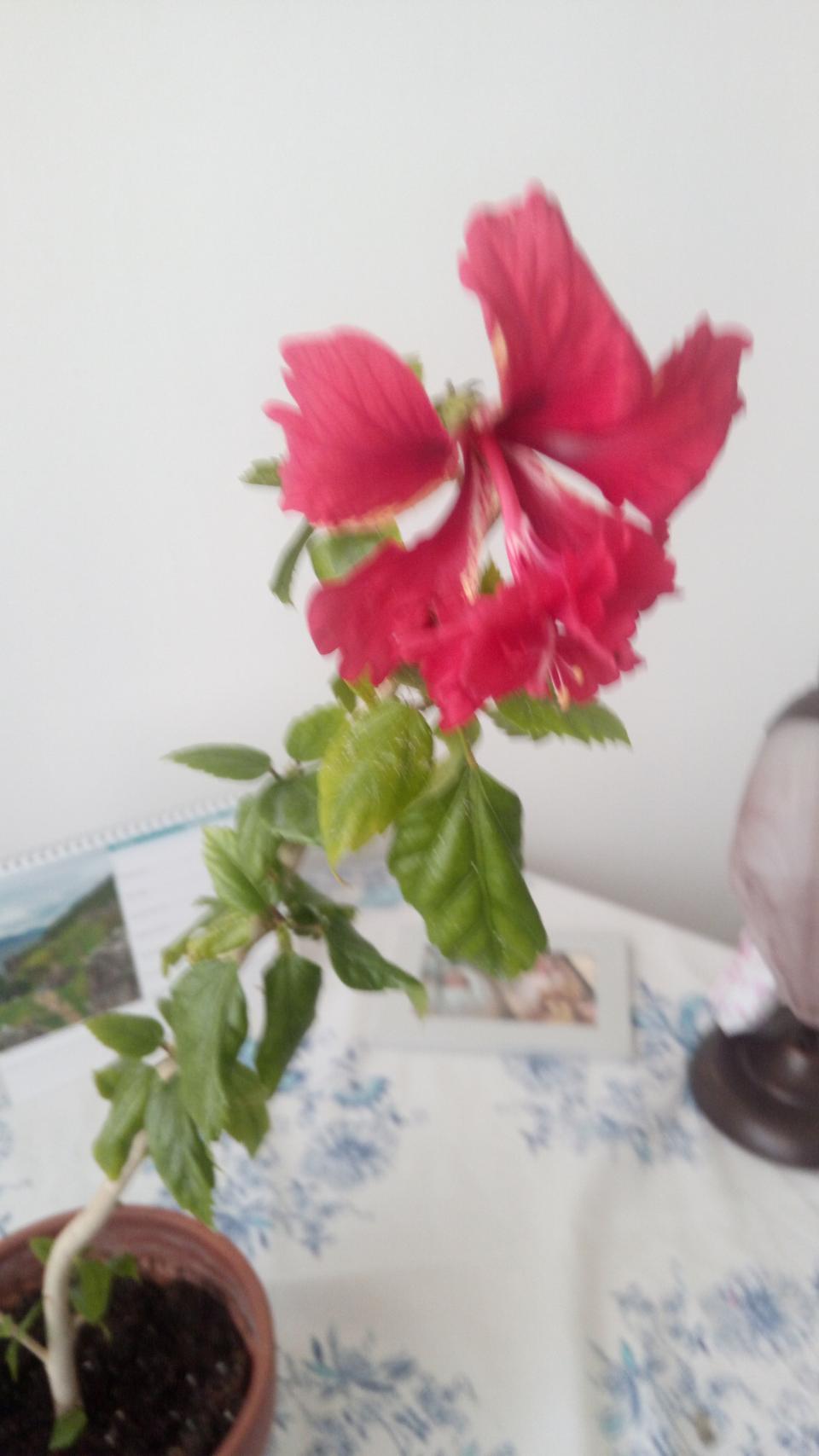 můj koníček - ibišky