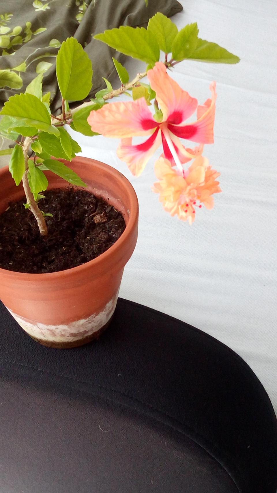 můj koníček - ibišky