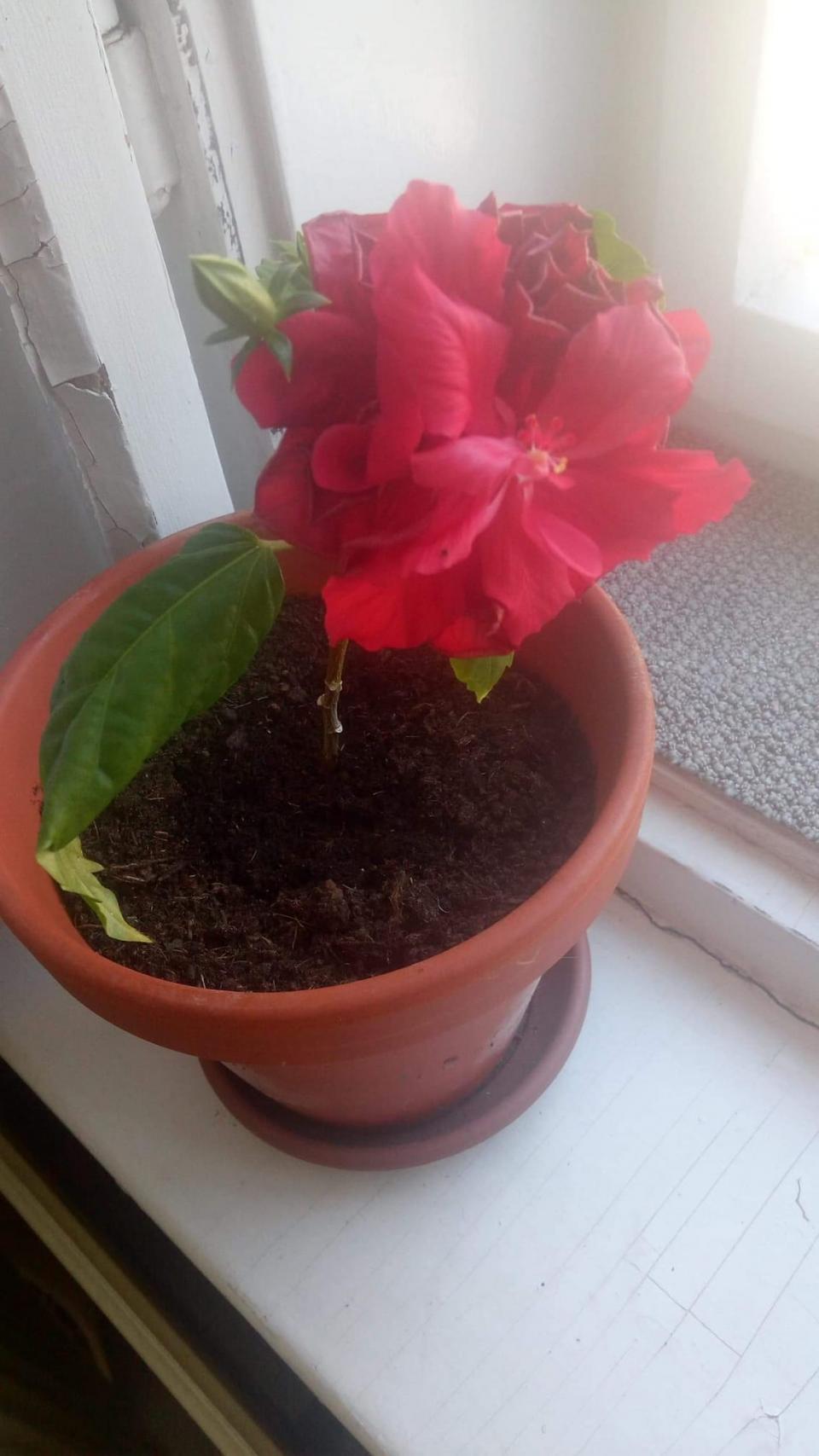 můj koníček - ibišky