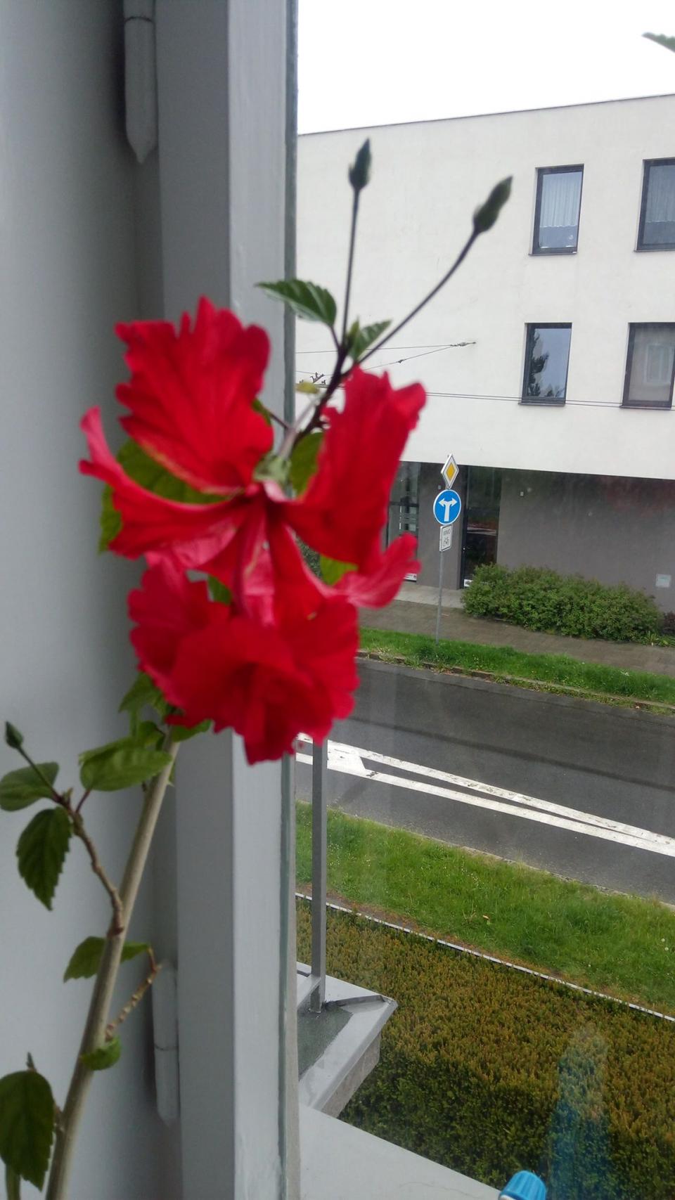 můj koníček - ibišky