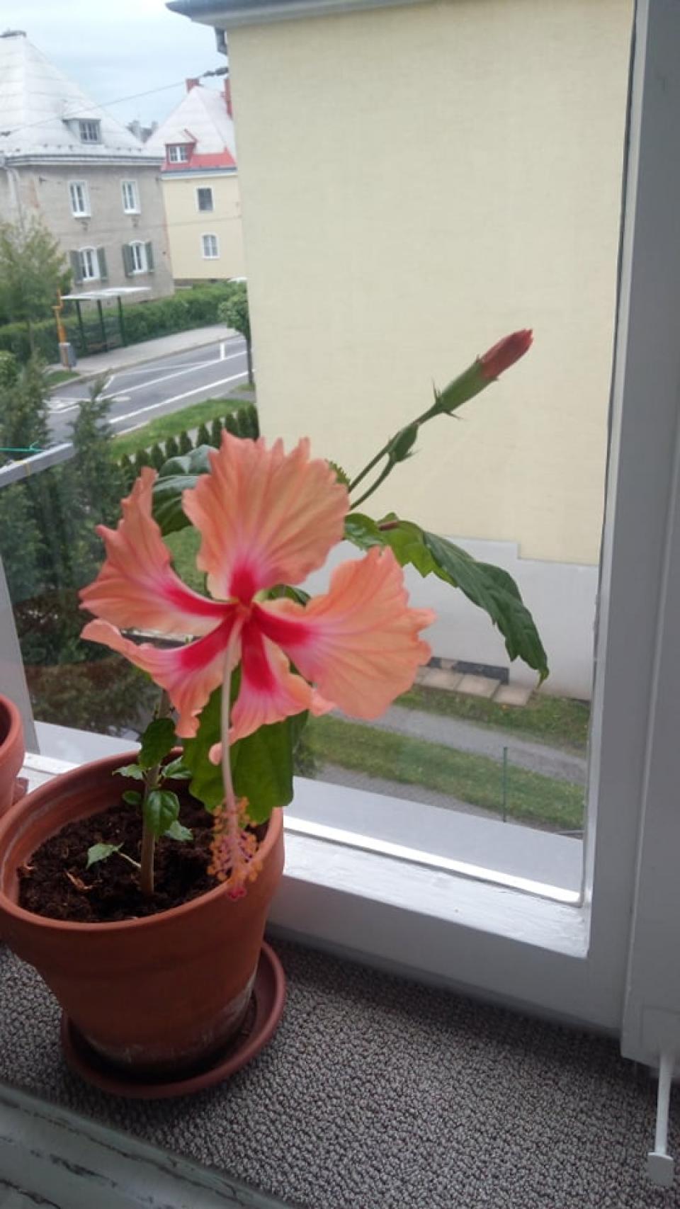 můj koníček - ibišky