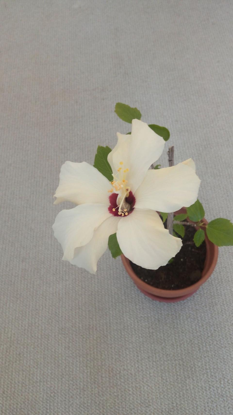 můj koníček - ibišky