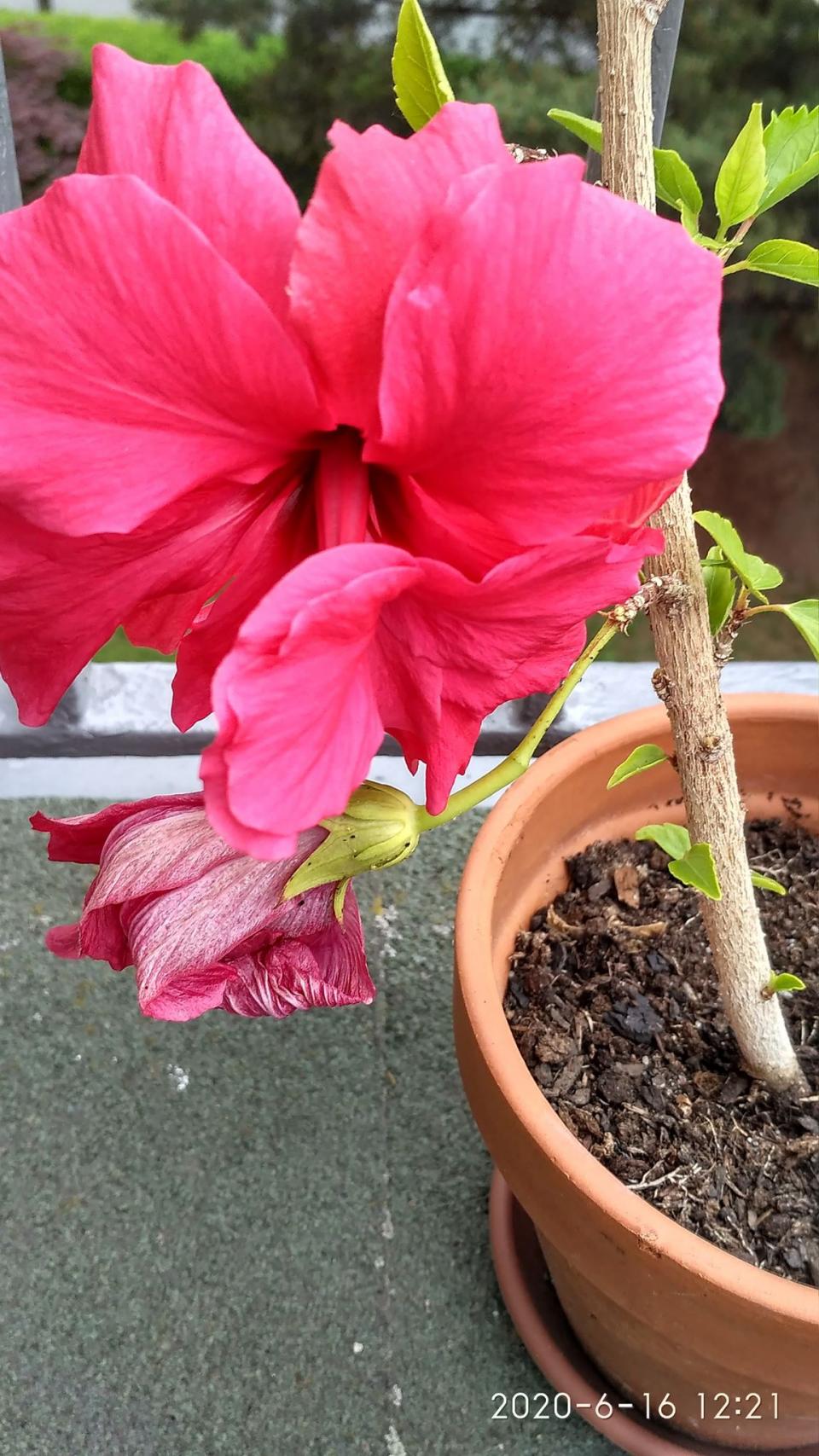 můj koníček - ibišky