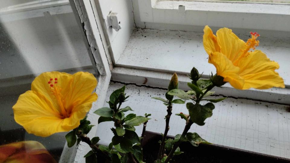 můj koníček - ibišky