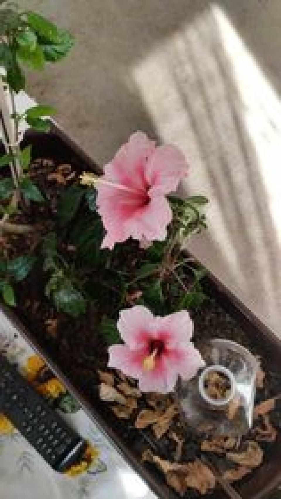 můj koníček - ibišky