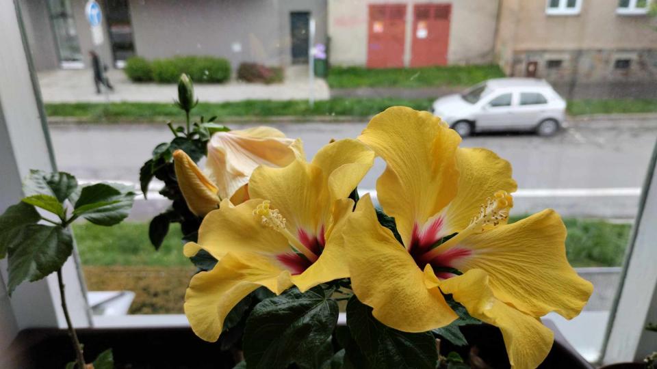 můj koníček - ibišky