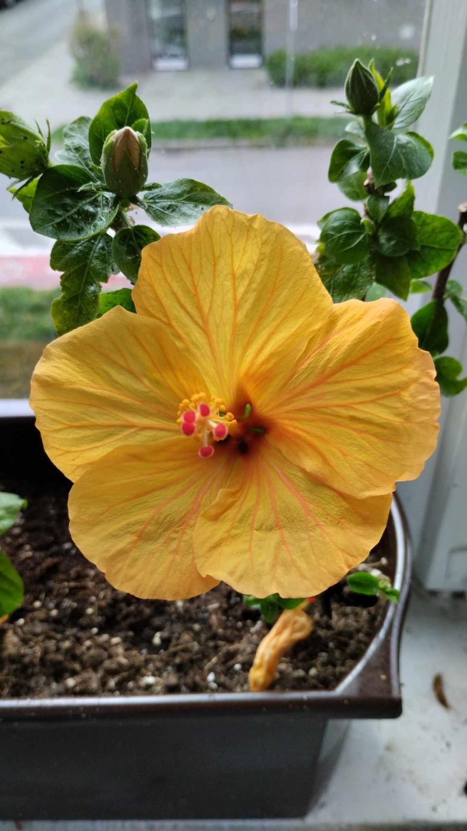 můj koníček - ibišky