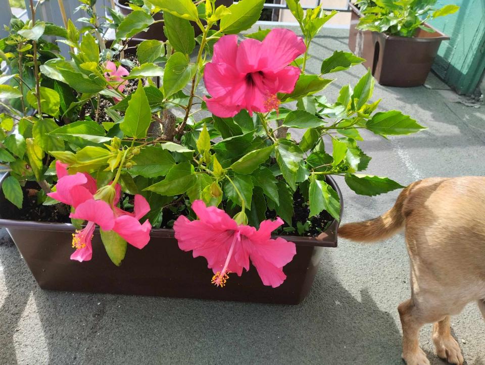 můj koníček - ibišky