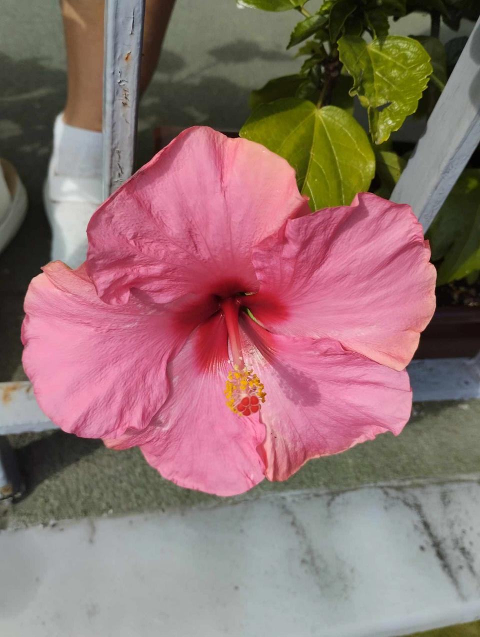 můj koníček - ibišky