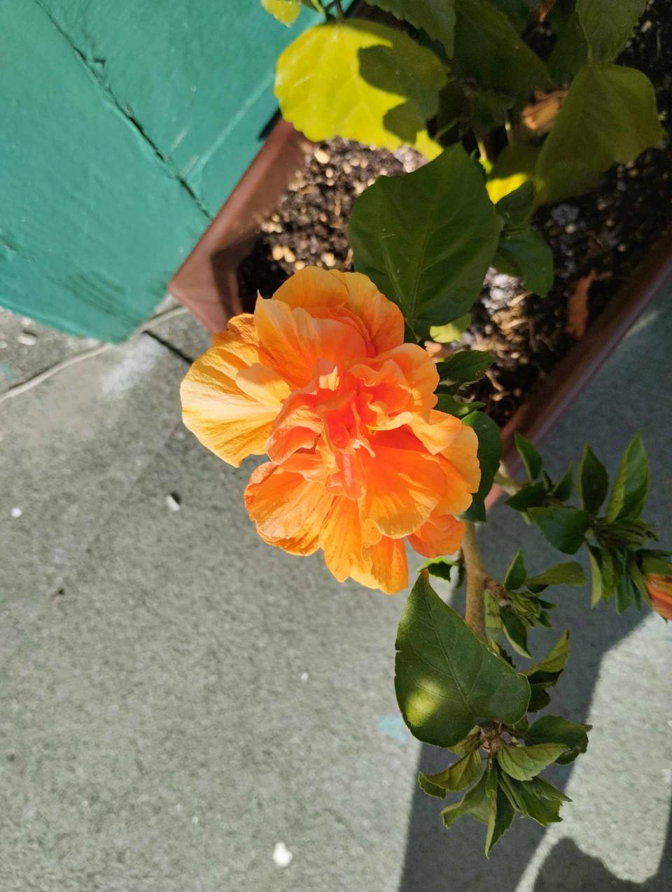 můj koníček - ibišky