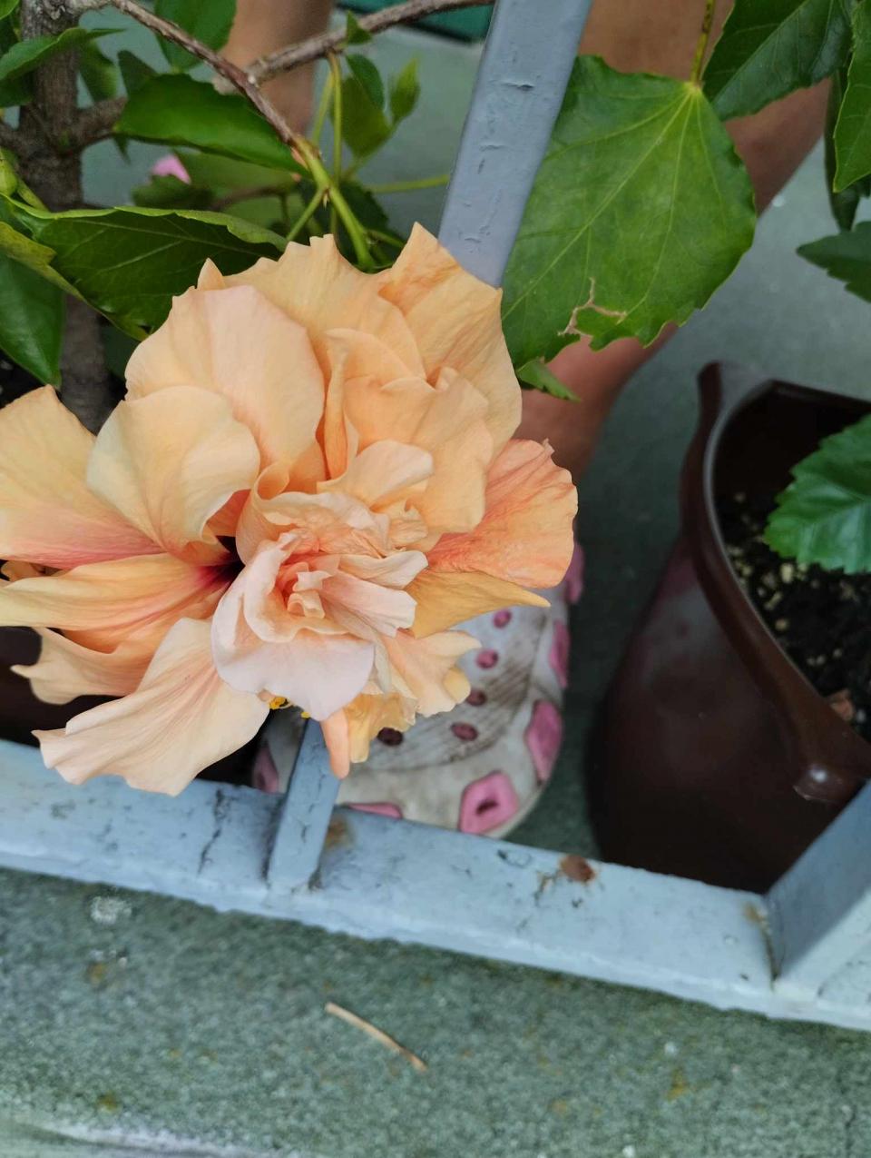 můj koníček - ibišky