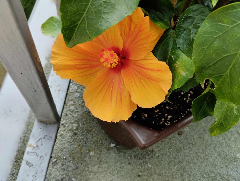 můj koníček - ibišky