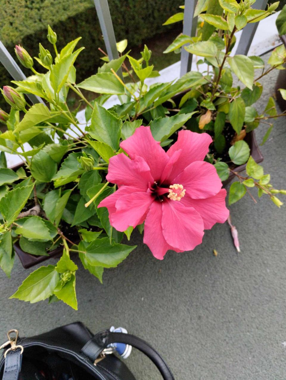 můj koníček - ibišky