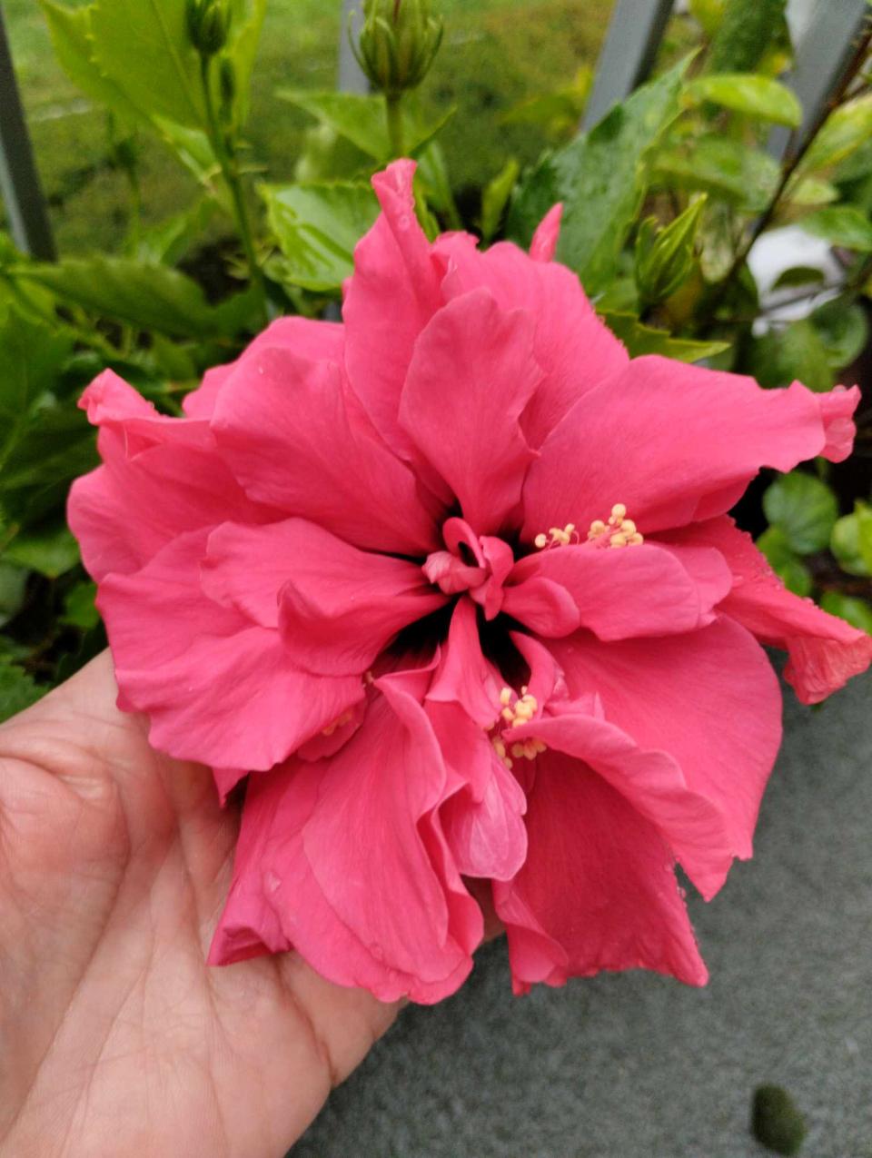 můj koníček - ibišky