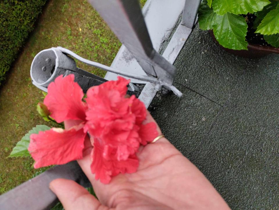 můj koníček - ibišky