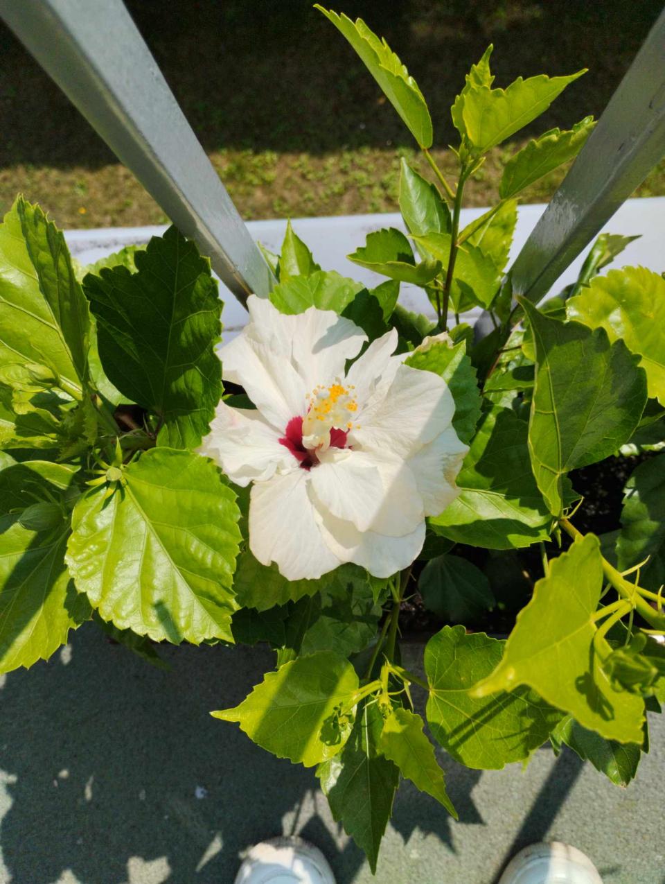 můj koníček - ibišky