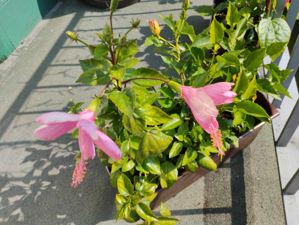 můj koníček - ibišky