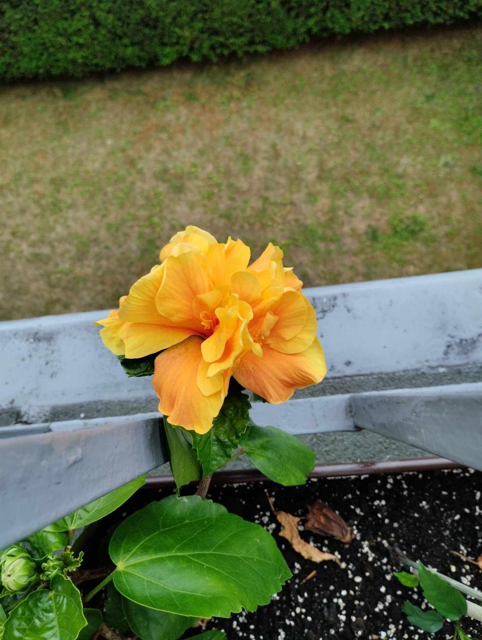 můj koníček - ibišky