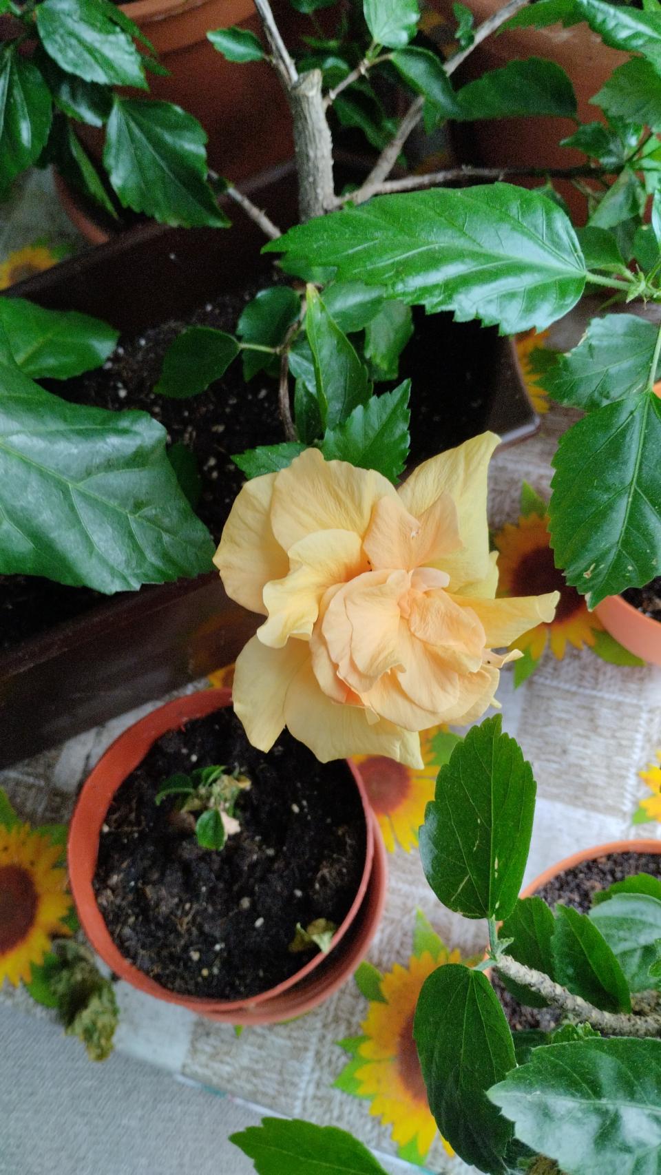 můj koníček - ibišky