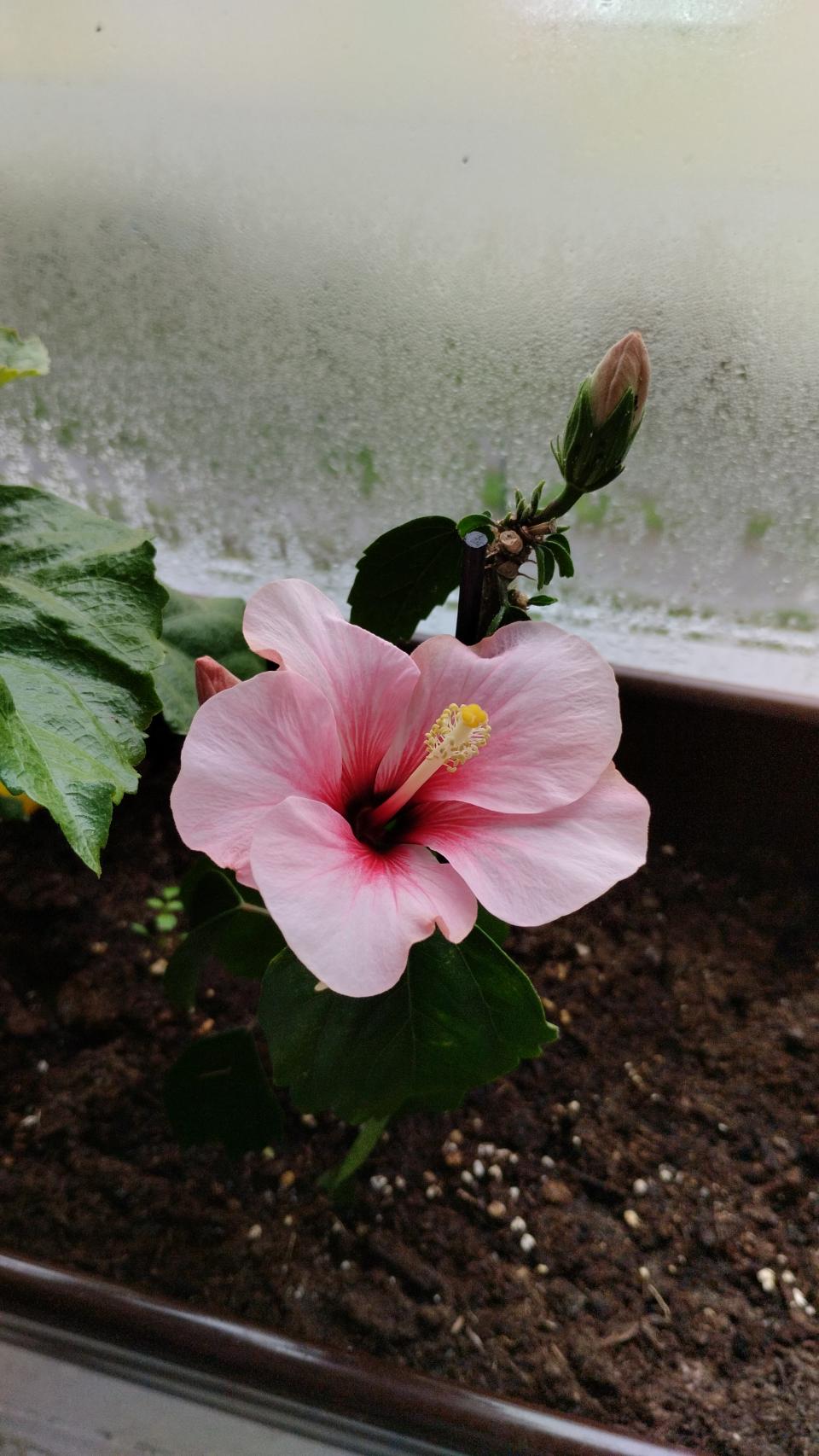 můj koníček - ibišky