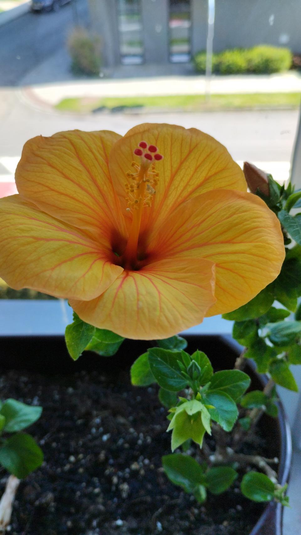 můj koníček - ibišky