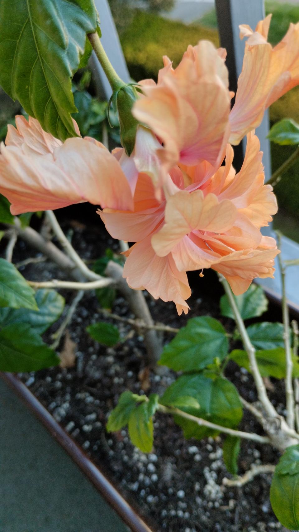 můj koníček - ibišky