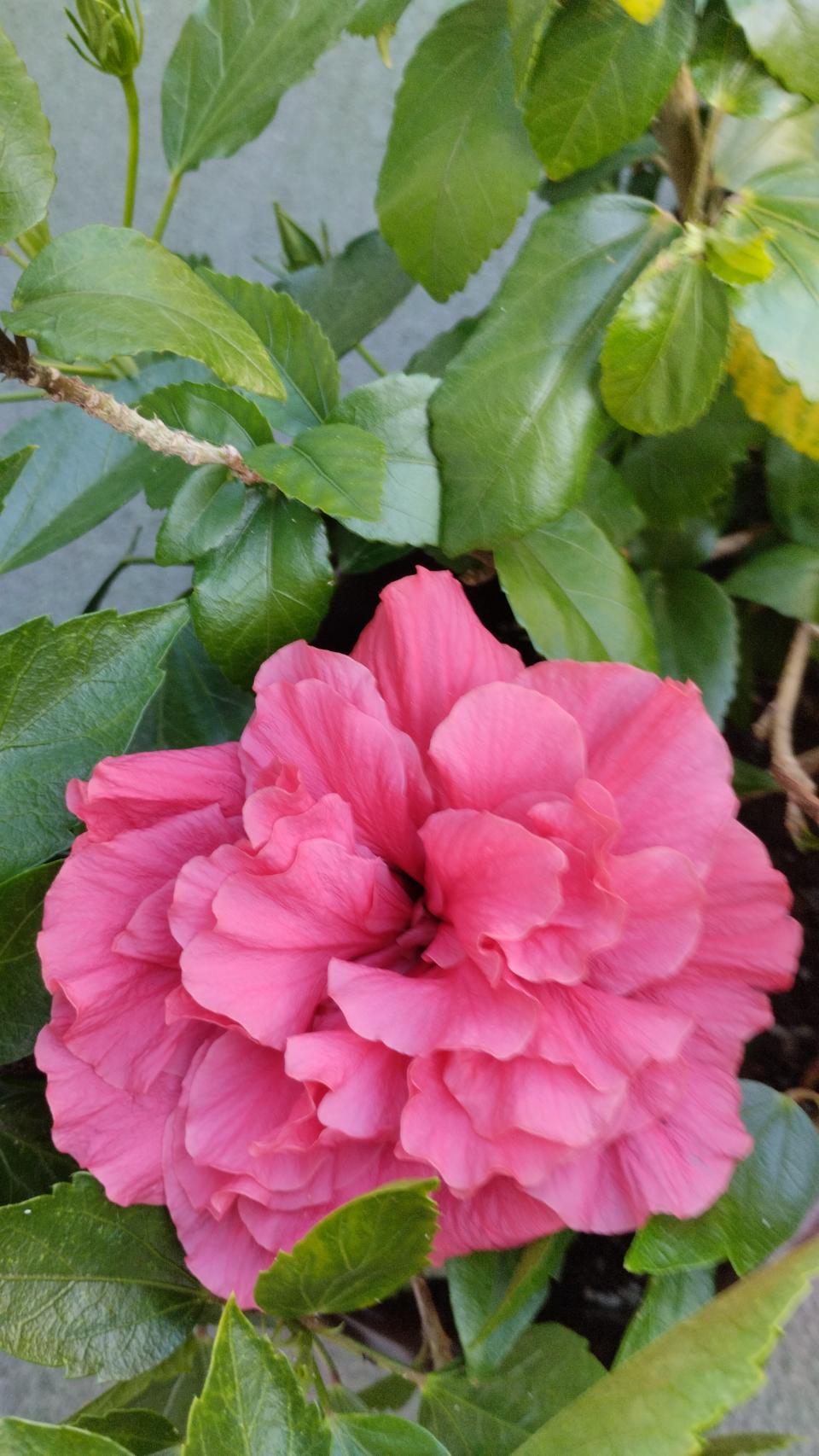 můj koníček - ibišky