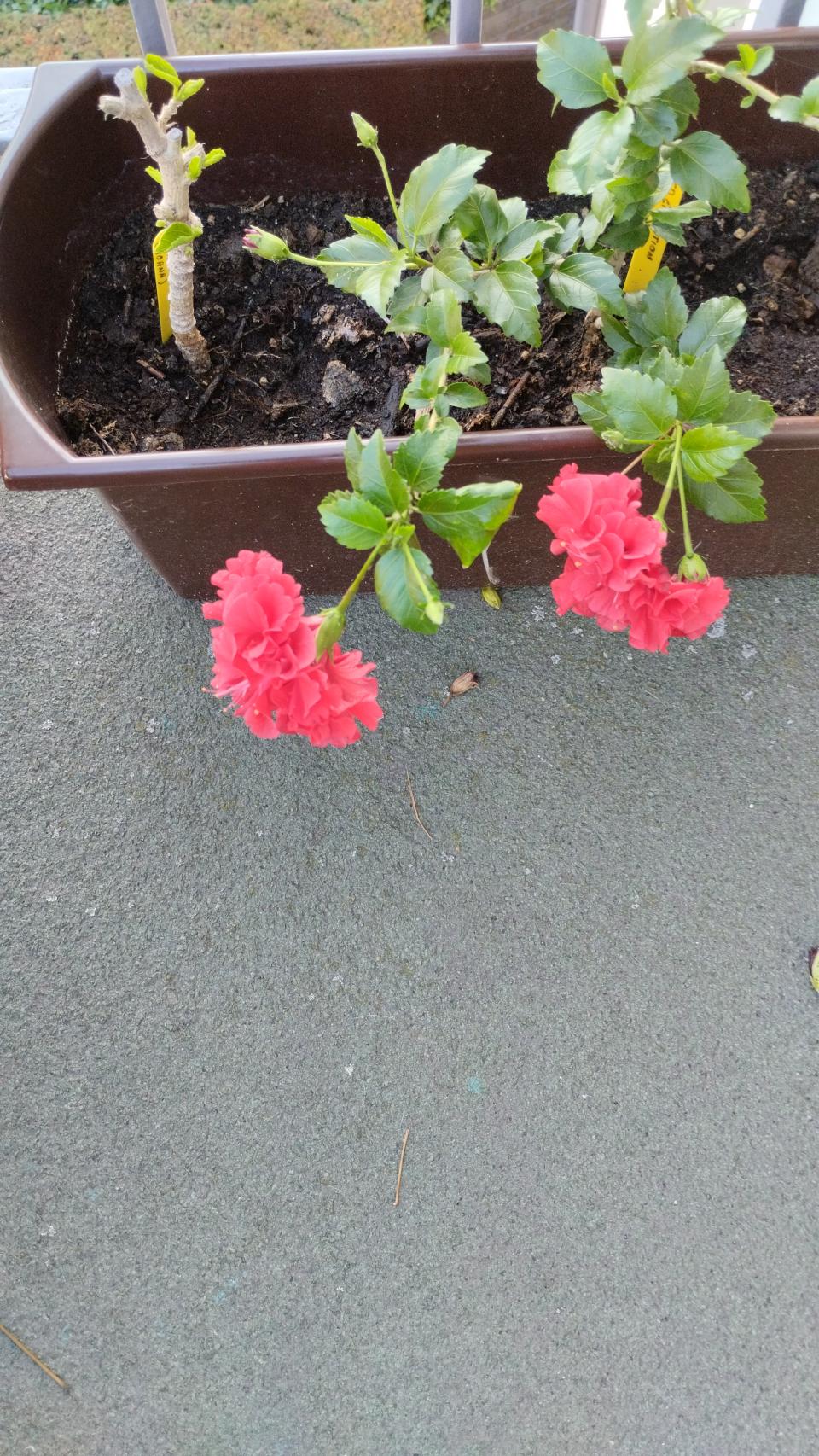 můj koníček - ibišky