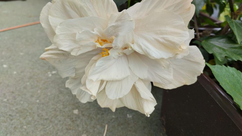 můj koníček - ibišky