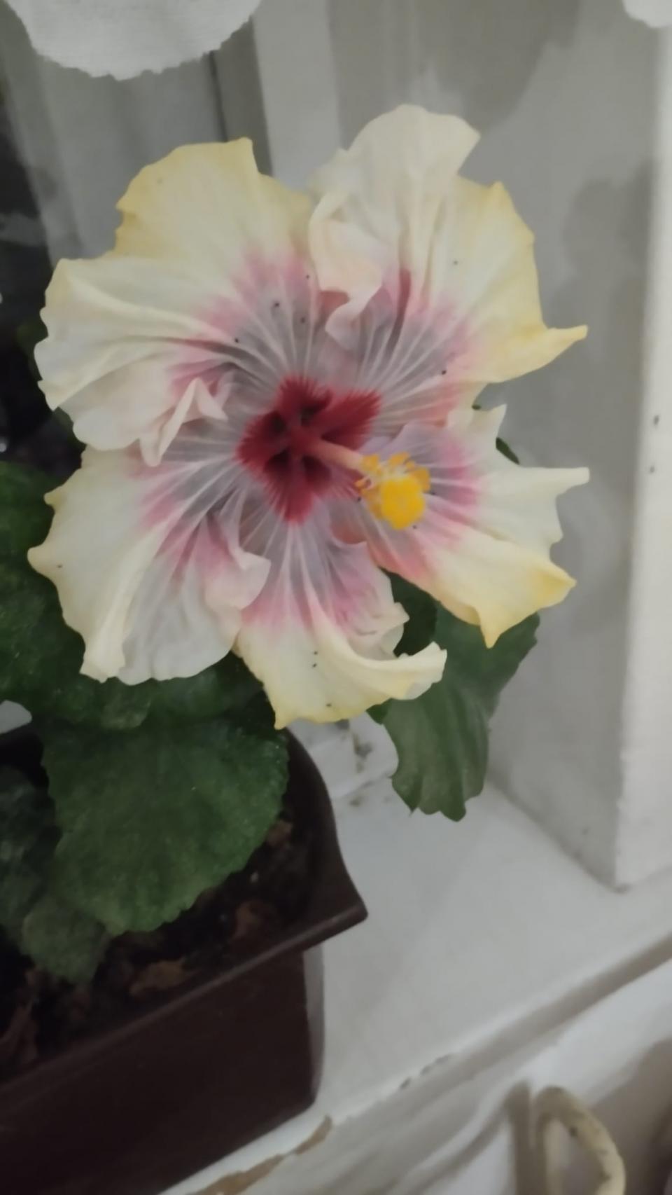 můj koníček - ibišky